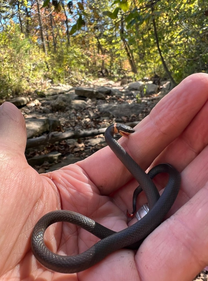 Prairie Ringneck Snake